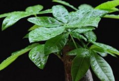 發(fā)財樹可以放在臥室里嗎？發(fā)財樹怎么打理？