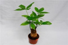 客廳發(fā)財(cái)樹擺放風(fēng)水？客廳發(fā)財(cái)樹擺放風(fēng)水禁忌